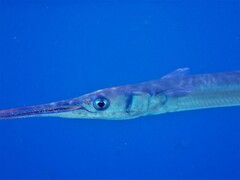 Tylosurus crocodilus