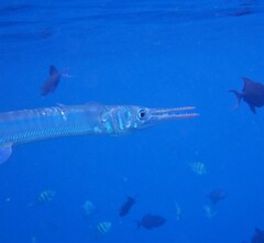 Tylosurus crocodilus