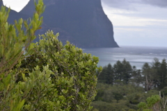 Planchonella howeana