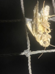 Hoplostega ochroma