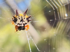 Austracantha minax