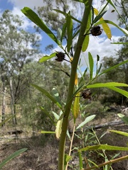 Hibiscus divaricatus