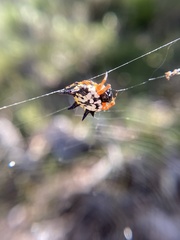 Austracantha minax