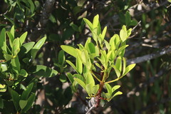 Syzygium buxifolium