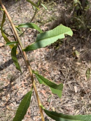 Hibiscus divaricatus