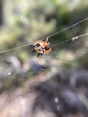 Austracantha minax
