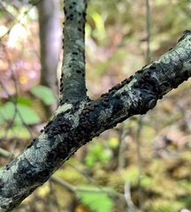 Hypoxylon fragiforme