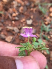 Cleome felina