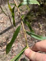 Hibiscus divaricatus