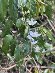Equilabium laxiflorum