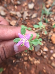 Cleome felina