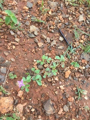 Cleome felina