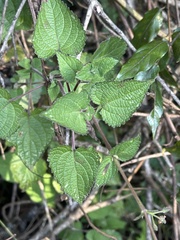 Equilabium laxiflorum