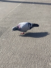 Columba livia domestica