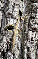 Diapheromera femorata