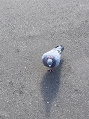 Columba livia domestica