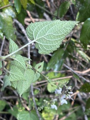 Equilabium laxiflorum