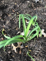 Ophiomyia kwansonis