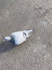 Columba livia domestica