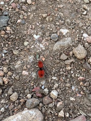 Dasymutilla erythrina