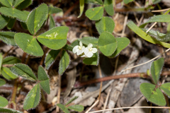 Trifolium subterraneum