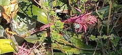 Aechmea fasciata