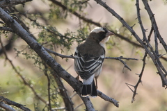 Plocepasser mahali mahali