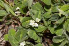 Trifolium subterraneum