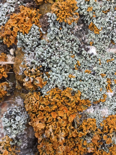 Edrudia constipans image