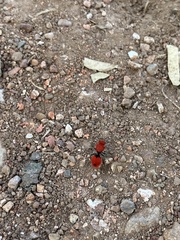 Dasymutilla erythrina