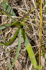 Arthropodium strictum
