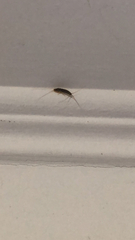 Lepismatidae