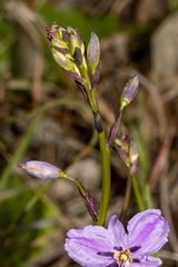 Arthropodium strictum