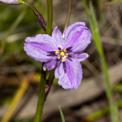 Arthropodium strictum