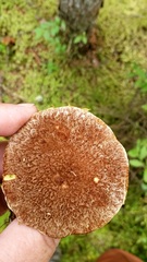 Suillus ampliporus