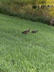 Anas platyrhynchos × fulvigula