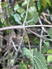 Equilabium laxiflorum