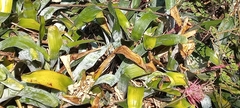 Aechmea fasciata