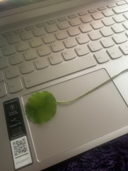 Hydrocotyle umbellata