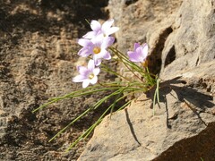 Romulea saxatilis