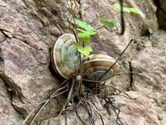 Laeocathaica