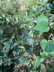 Fallopia scandens