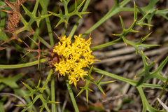 Isopogon ceratophyllus