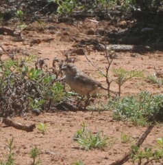 Aphelocephala leucopsis