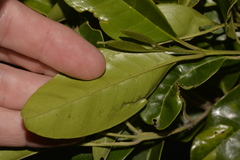 Olea paniculata