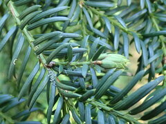 Cecidophyopsis psilaspis