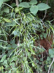 Asparagus falcatus