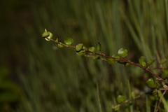 Muehlenbeckia complexa