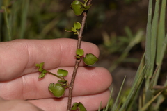 Muehlenbeckia complexa