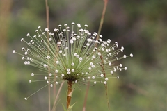 Eriocaulaceae